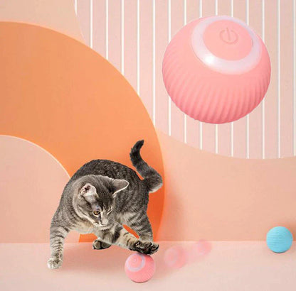 Cat Moving Ball